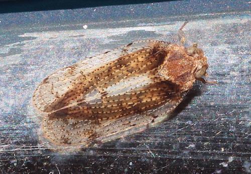Tachycixius pilosus